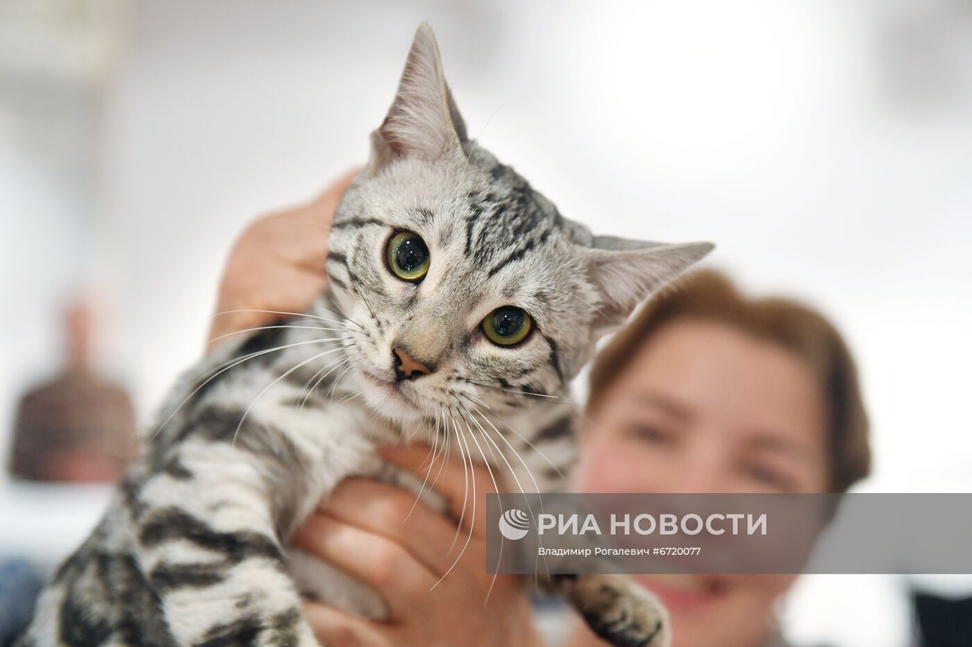 Международная выставка кошек в Минске