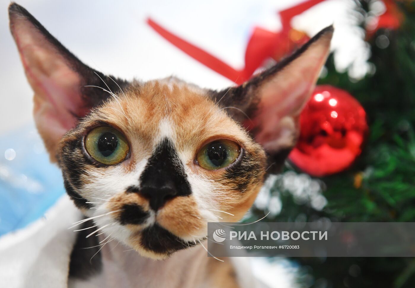 Международная выставка кошек в Минске