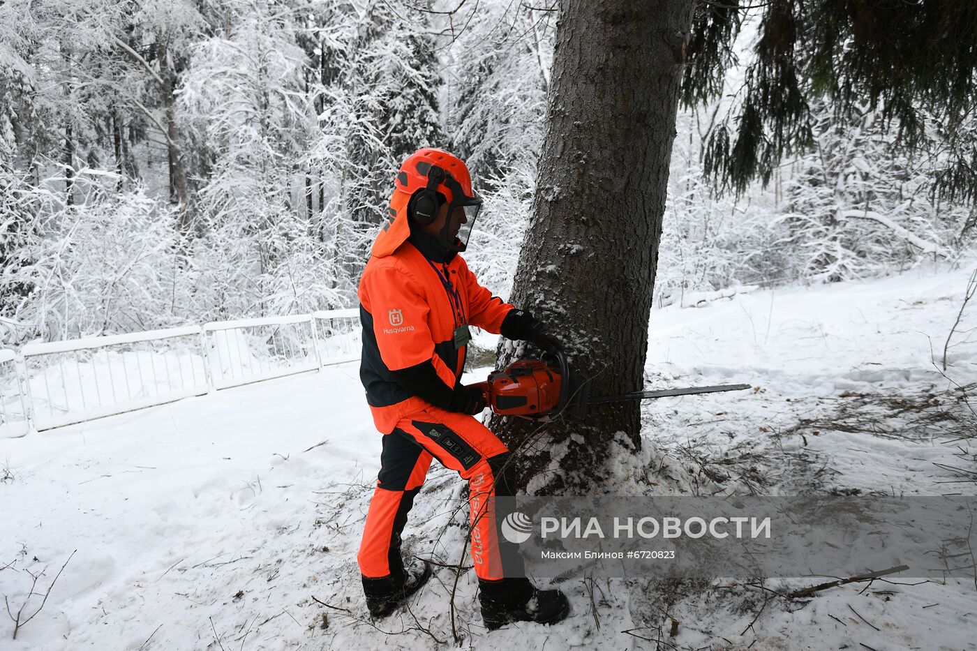 Рубка главной новогодней елки страны в Подмосковье