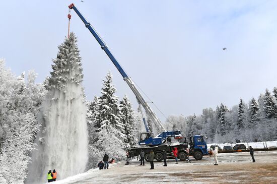 Рубка главной новогодней елки страны в Подмосковье