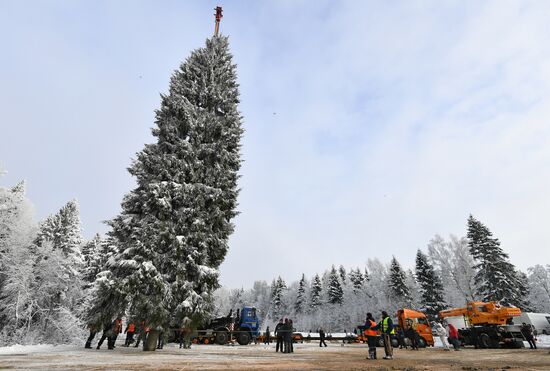 Рубка главной новогодней елки страны в Подмосковье