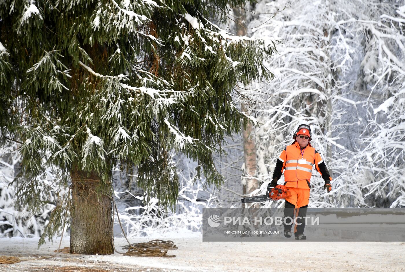 Рубка главной новогодней елки страны в Подмосковье