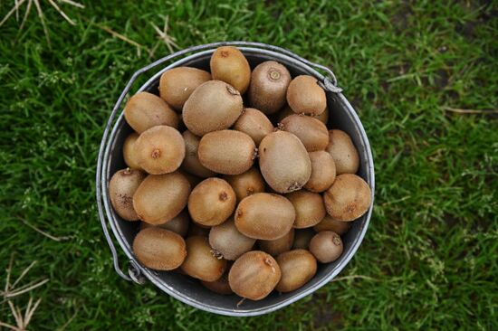 Сбор урожая киви в Сочи