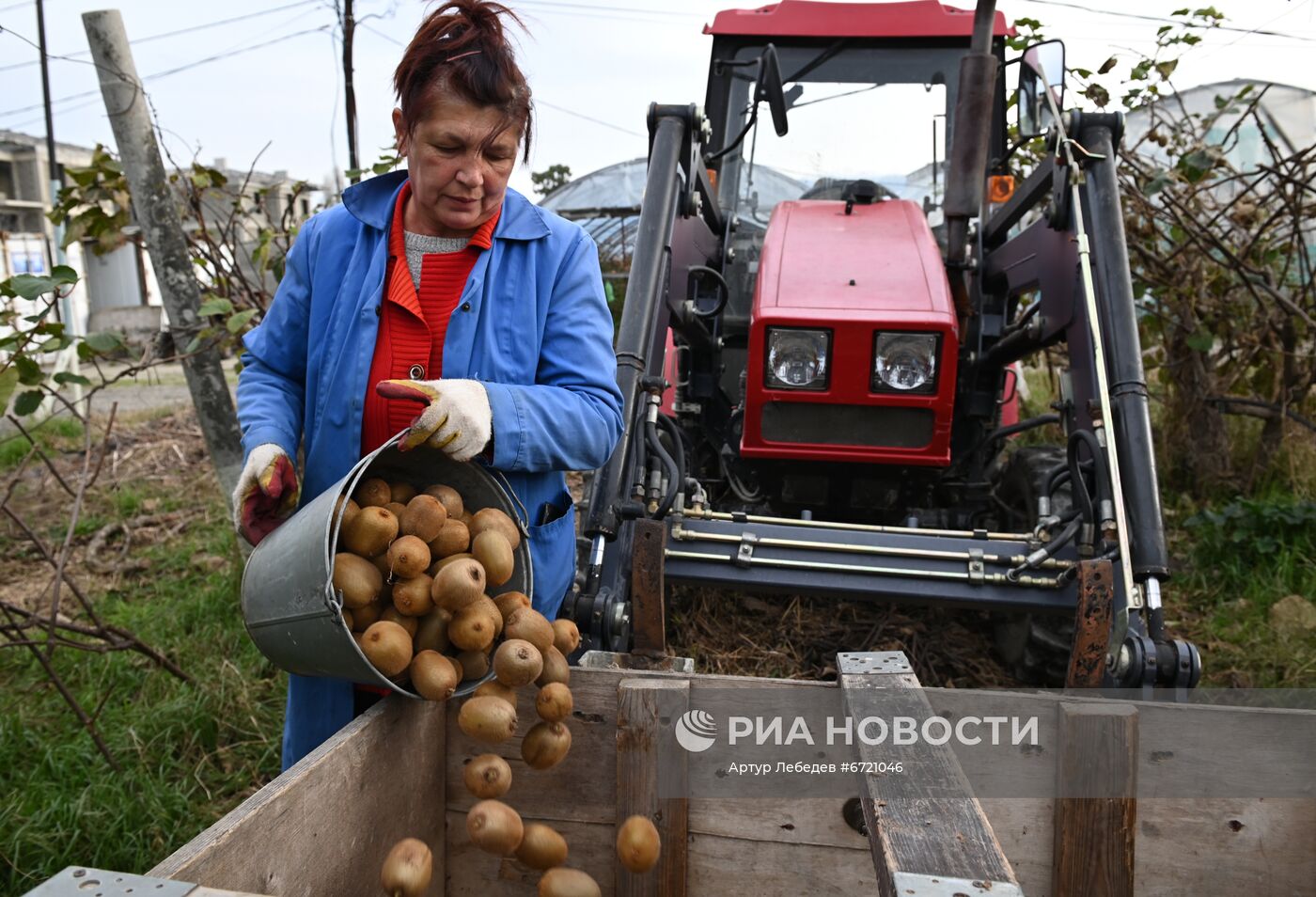 Сбор урожая киви в Сочи