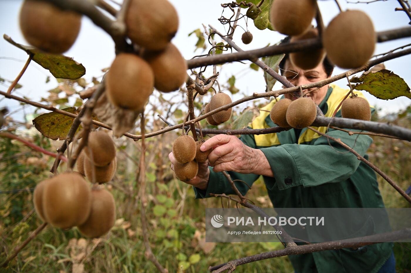 Сбор урожая киви в Сочи