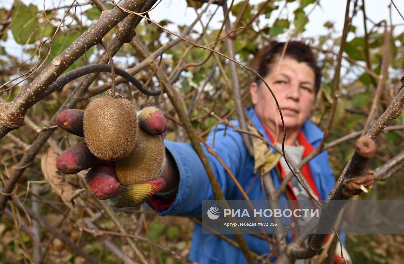 Сбор урожая киви в Сочи