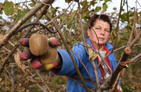 Сбор урожая киви в Сочи