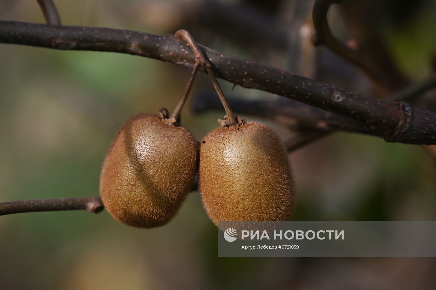 Сбор урожая киви в Сочи