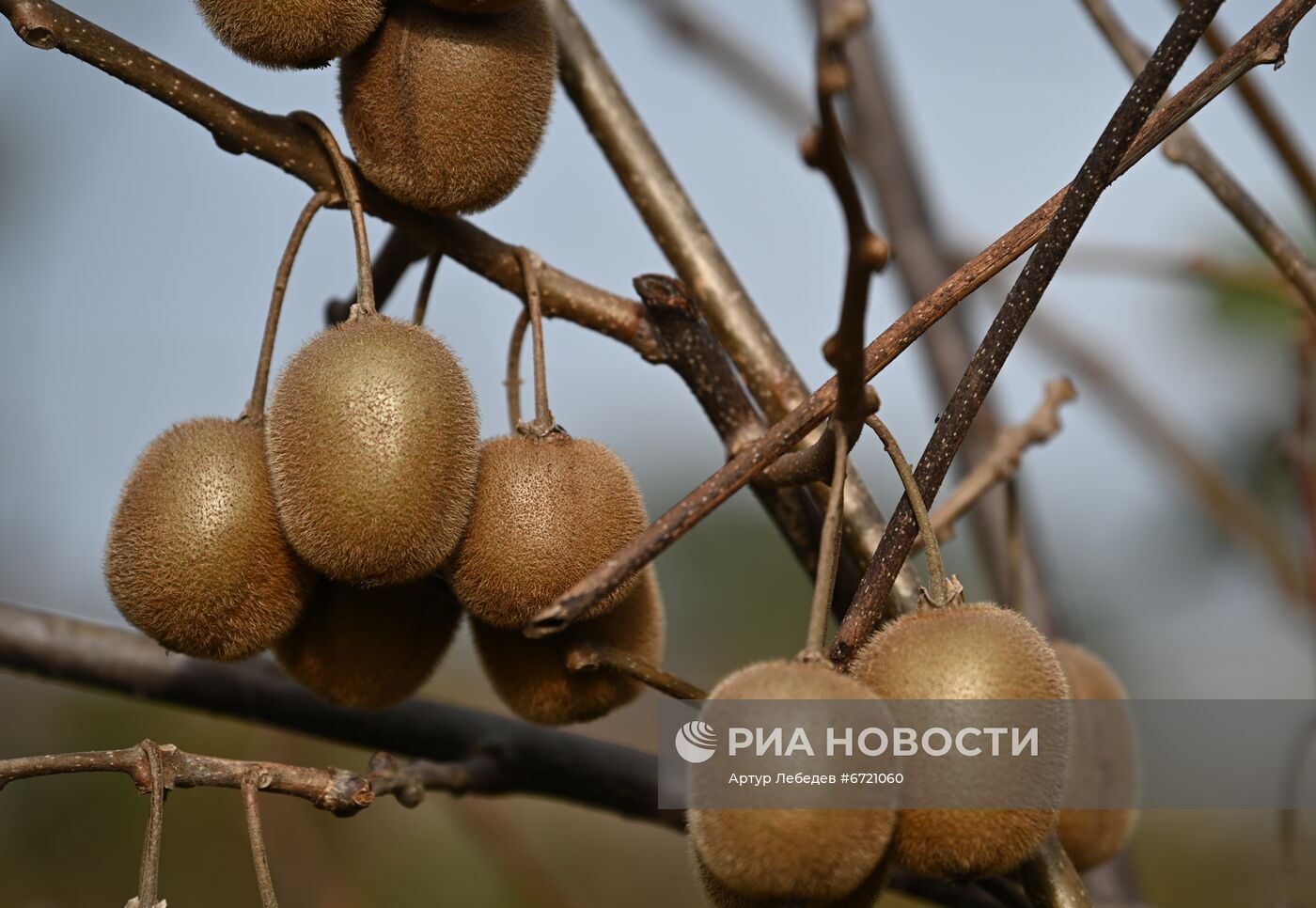 Сбор урожая киви в Сочи