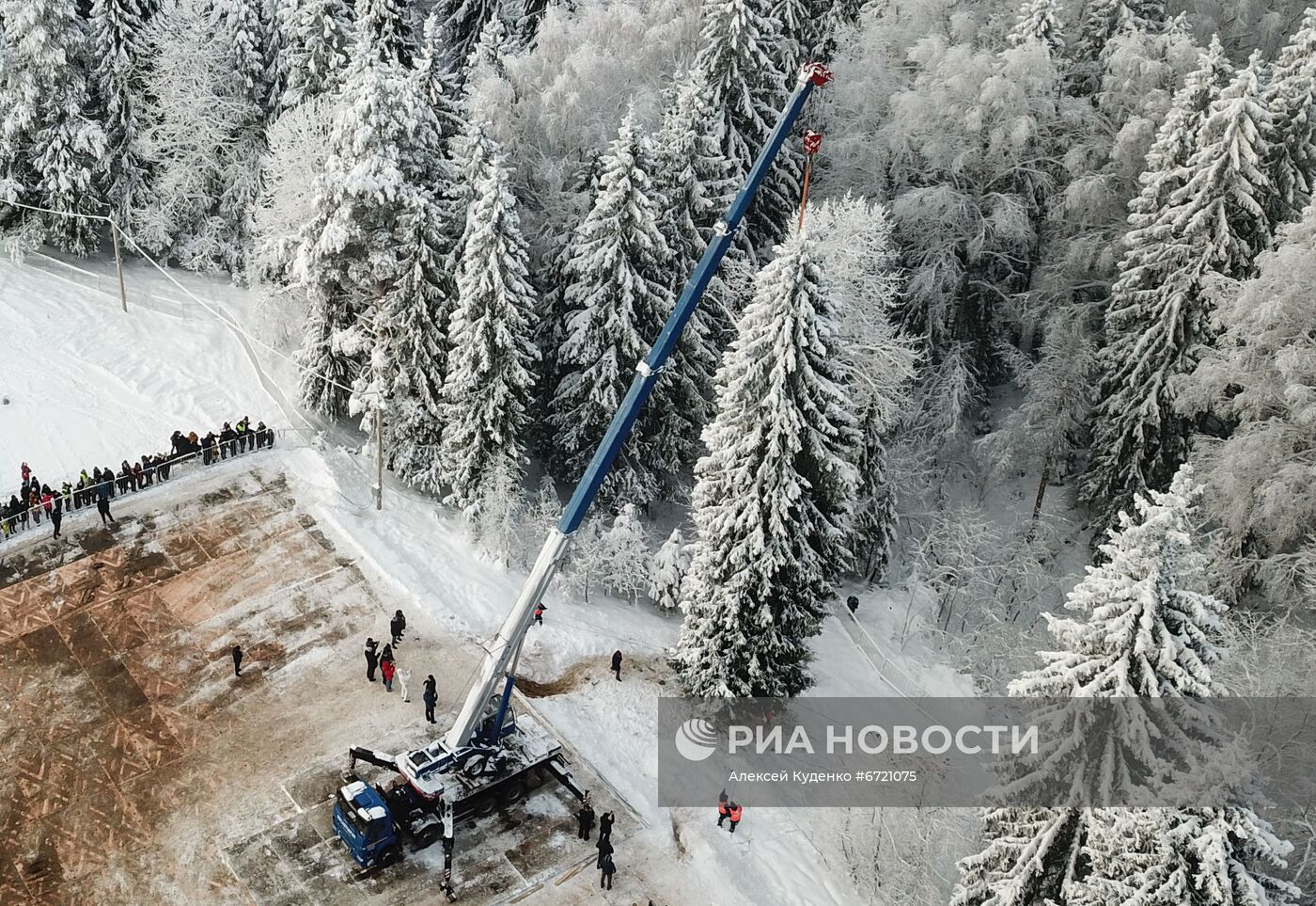 Рубка главной новогодней елки страны в Подмосковье