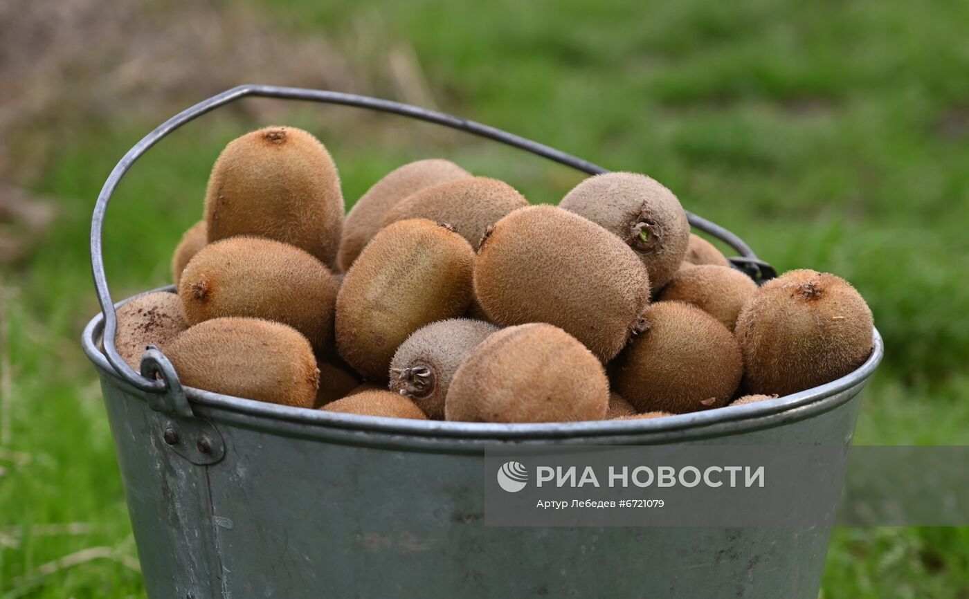 Сбор урожая киви в Сочи