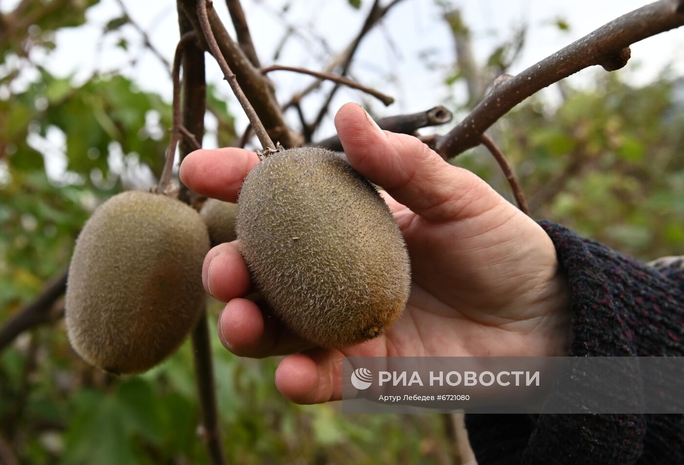 Сбор урожая киви в Сочи