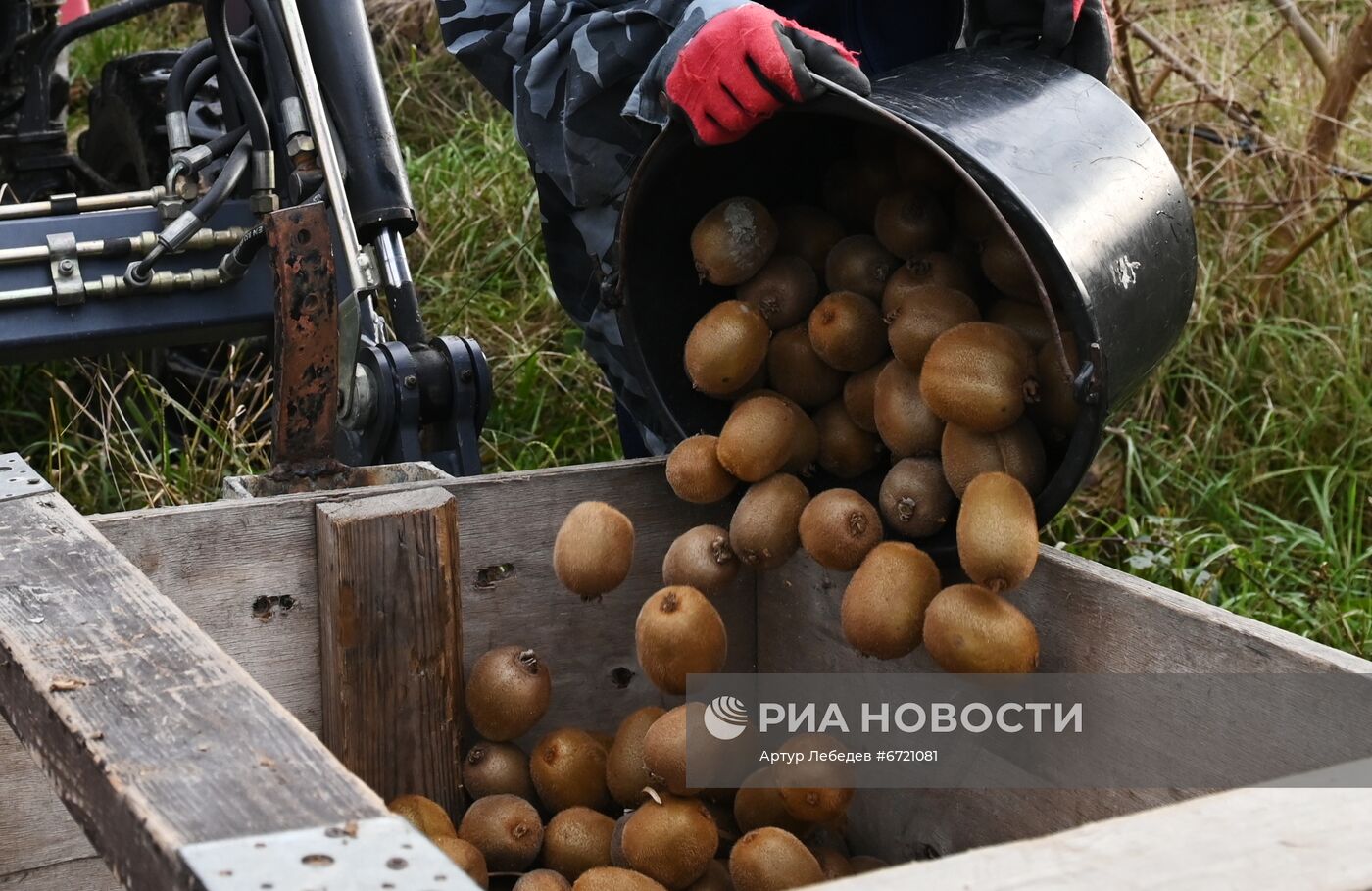 Сбор урожая киви в Сочи