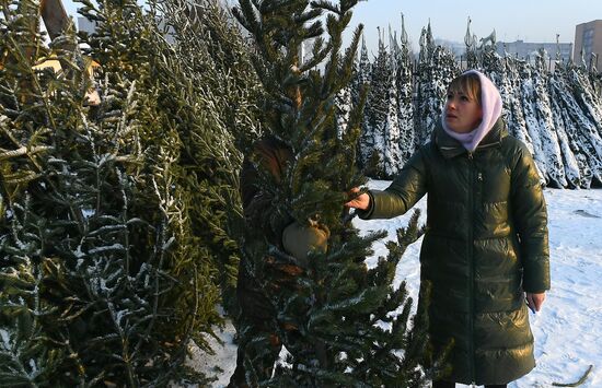 Елочные базары в Красноярске