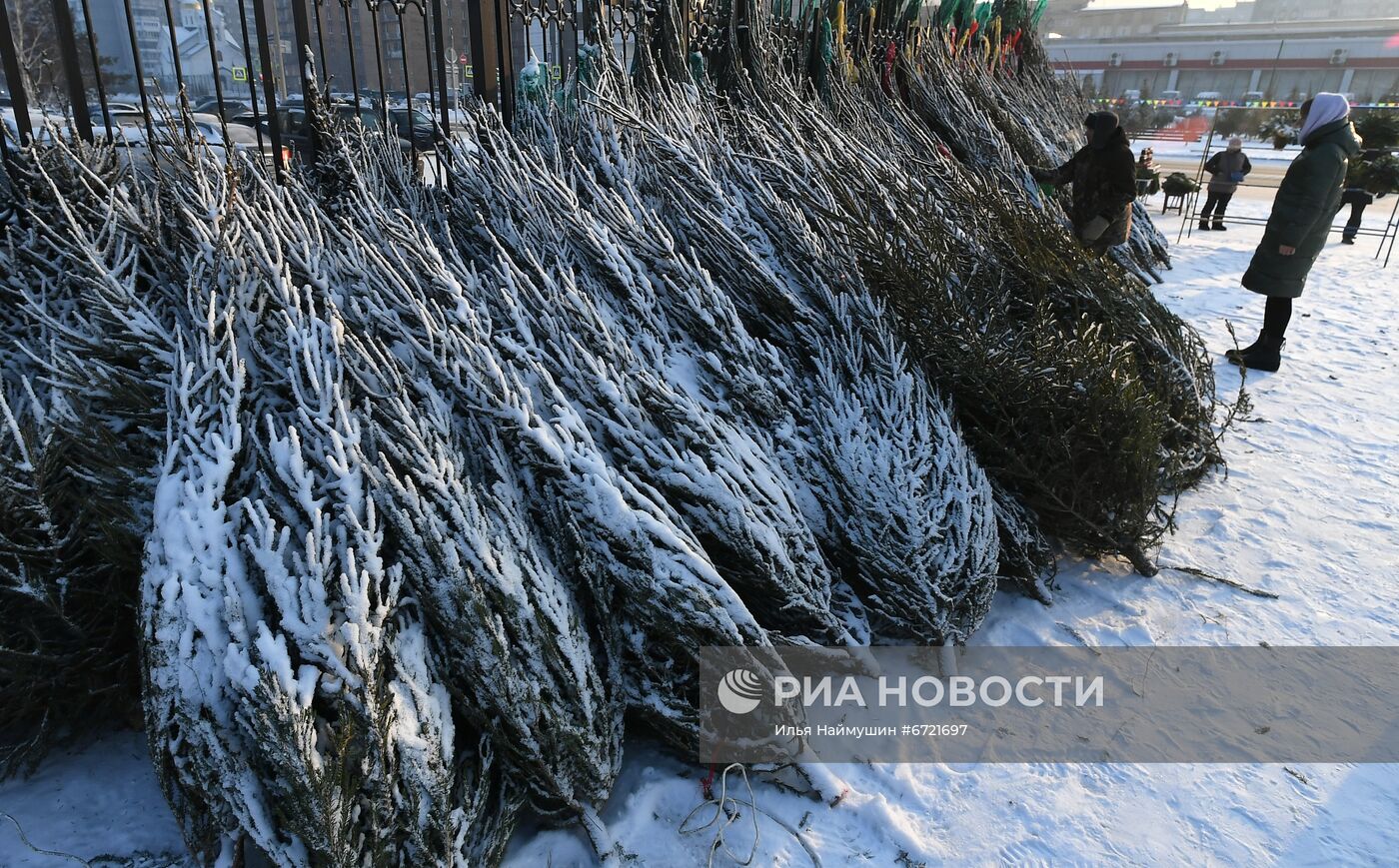 Елочные базары в Красноярске