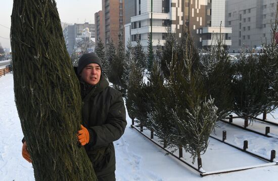 Елочные базары в Красноярске