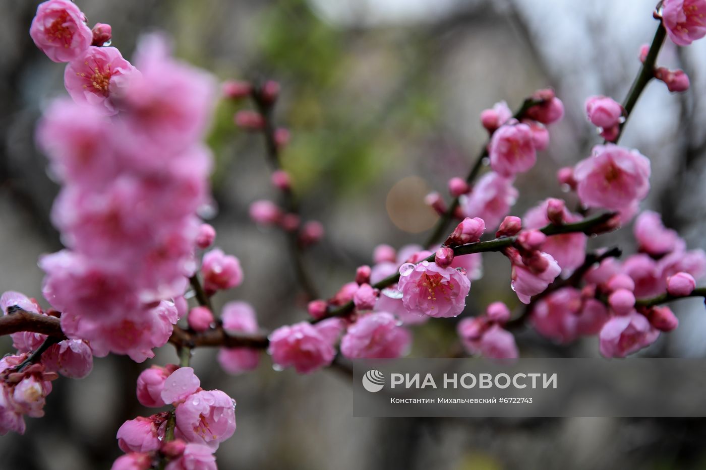 Японский абрикос зацвел раньше срока в Крыму