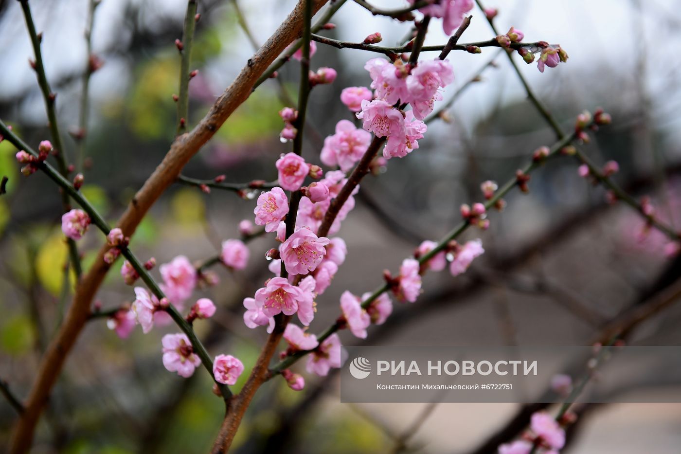 Японский абрикос зацвел раньше срока в Крыму