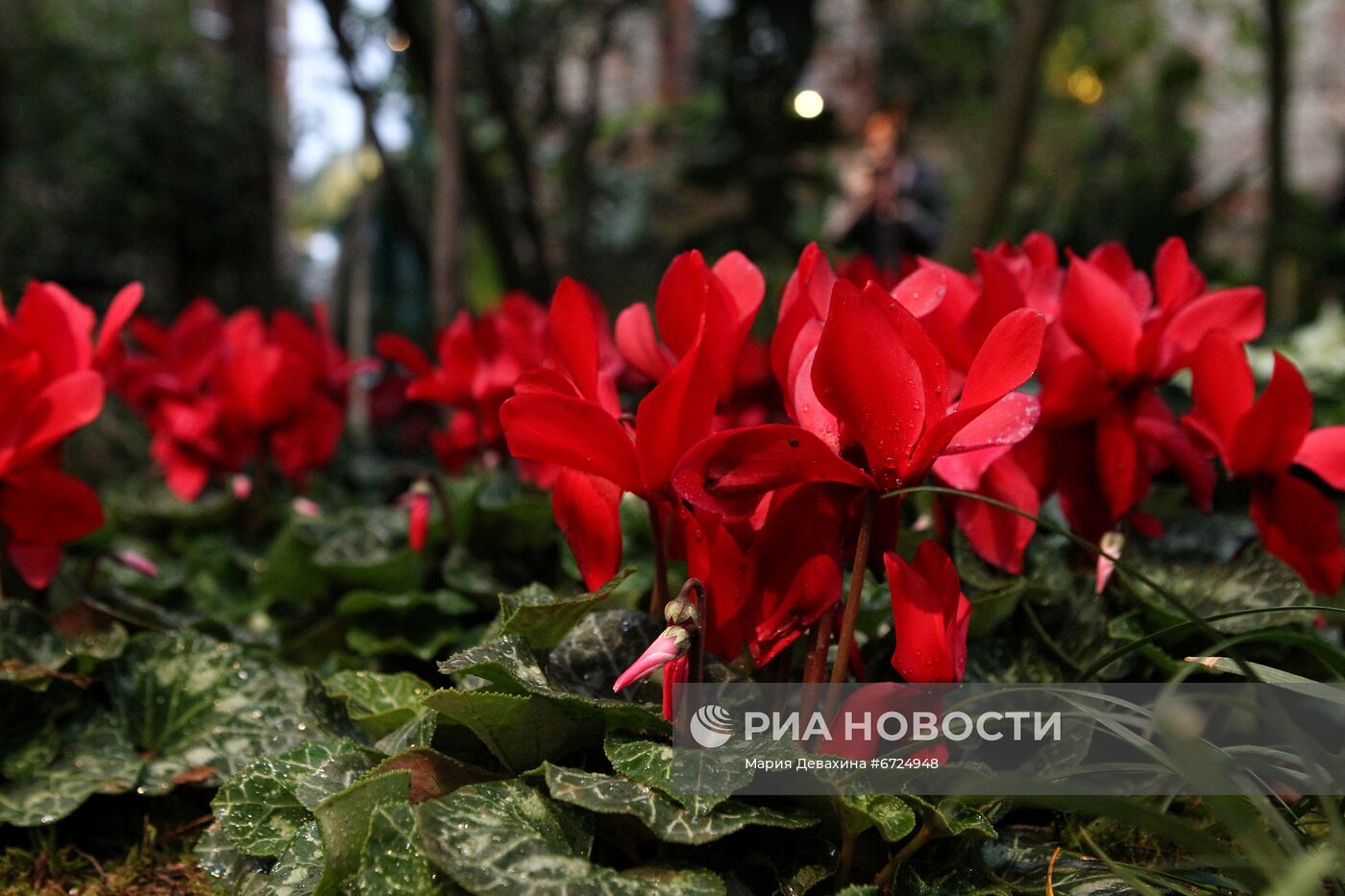 Фестиваль "Тропическая зима" 