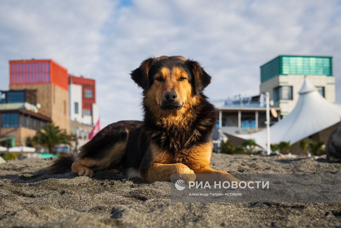 Бездомные собаки в Сочи