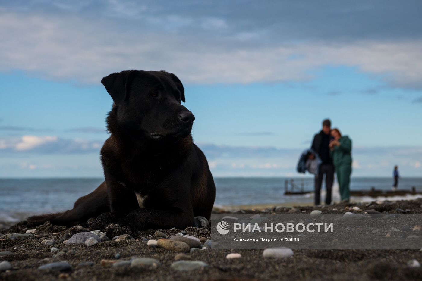 Бездомные собаки в Сочи