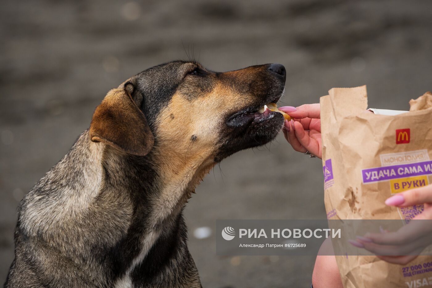 Бездомные собаки в Сочи