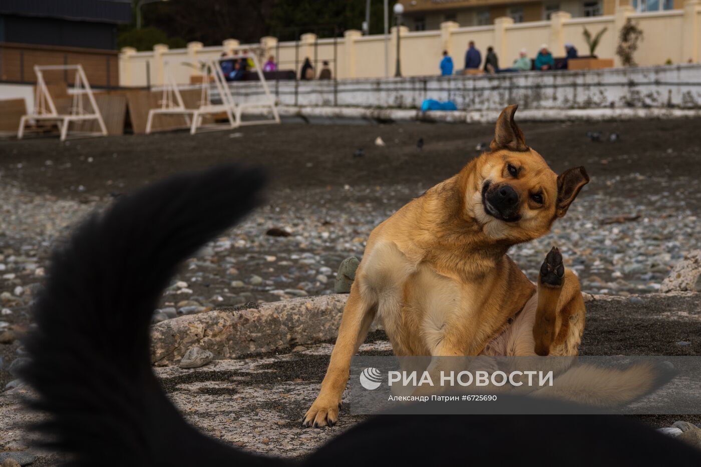 Бездомные собаки в Сочи