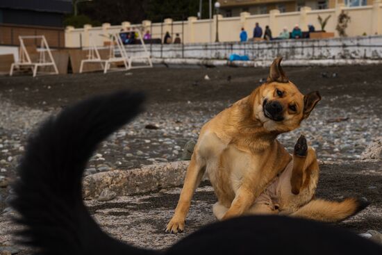 Бездомные собаки в Сочи