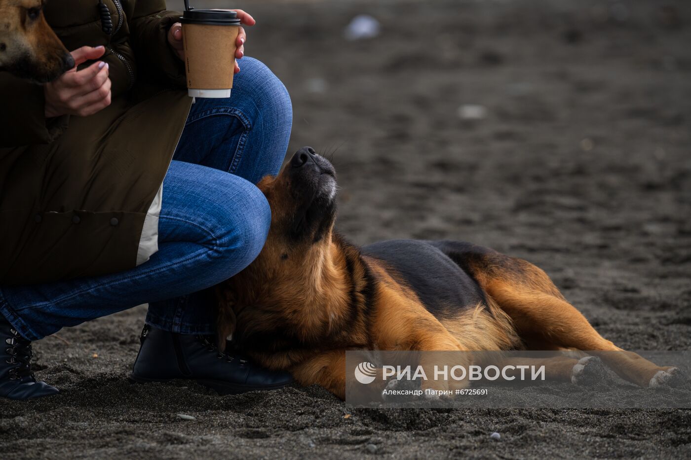Бездомные собаки в Сочи