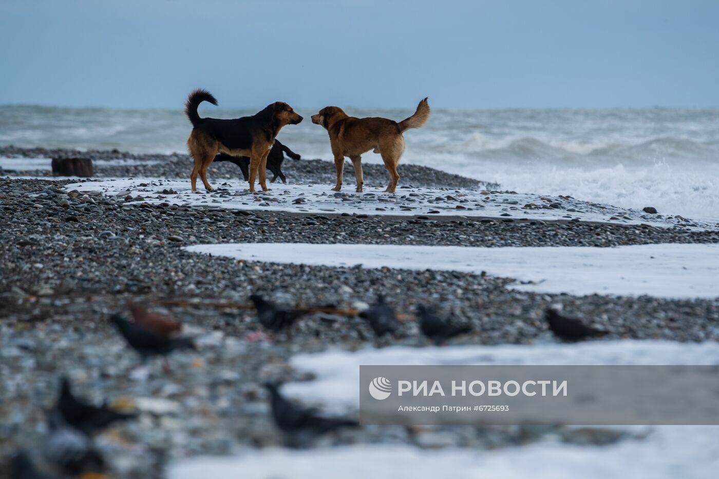 Бездомные собаки в Сочи