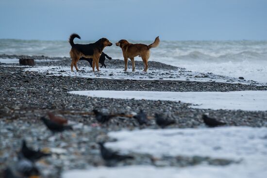 Бездомные собаки в Сочи