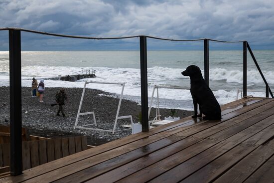 Бездомные собаки в Сочи