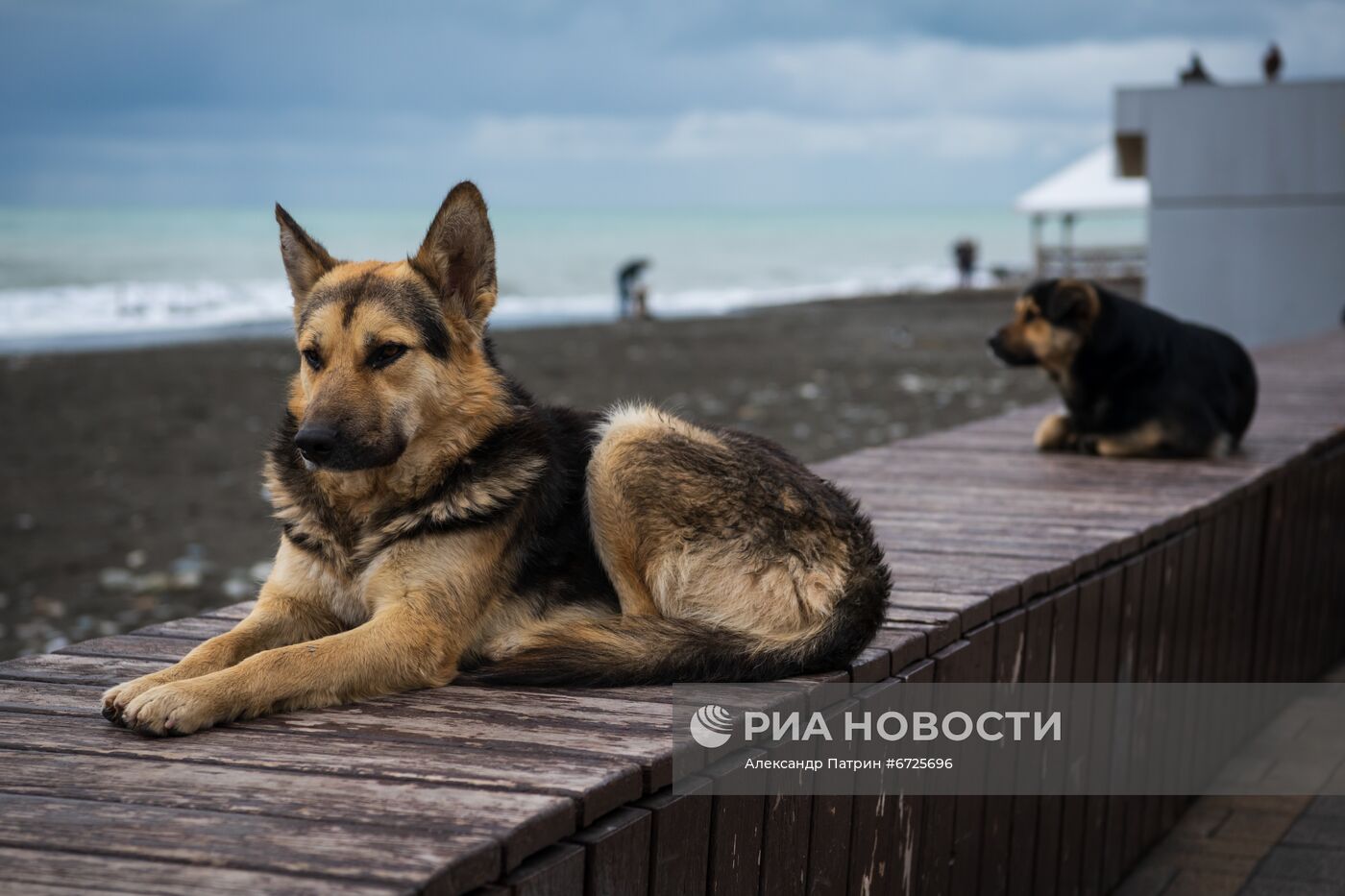 Бездомные собаки в Сочи