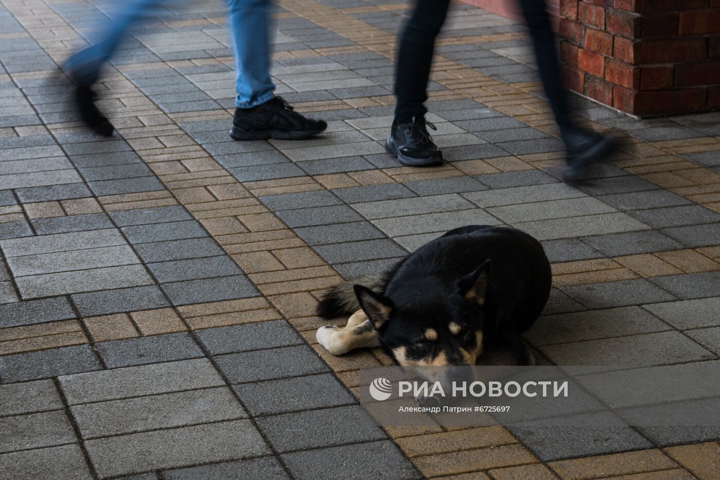 Бездомные собаки в Сочи