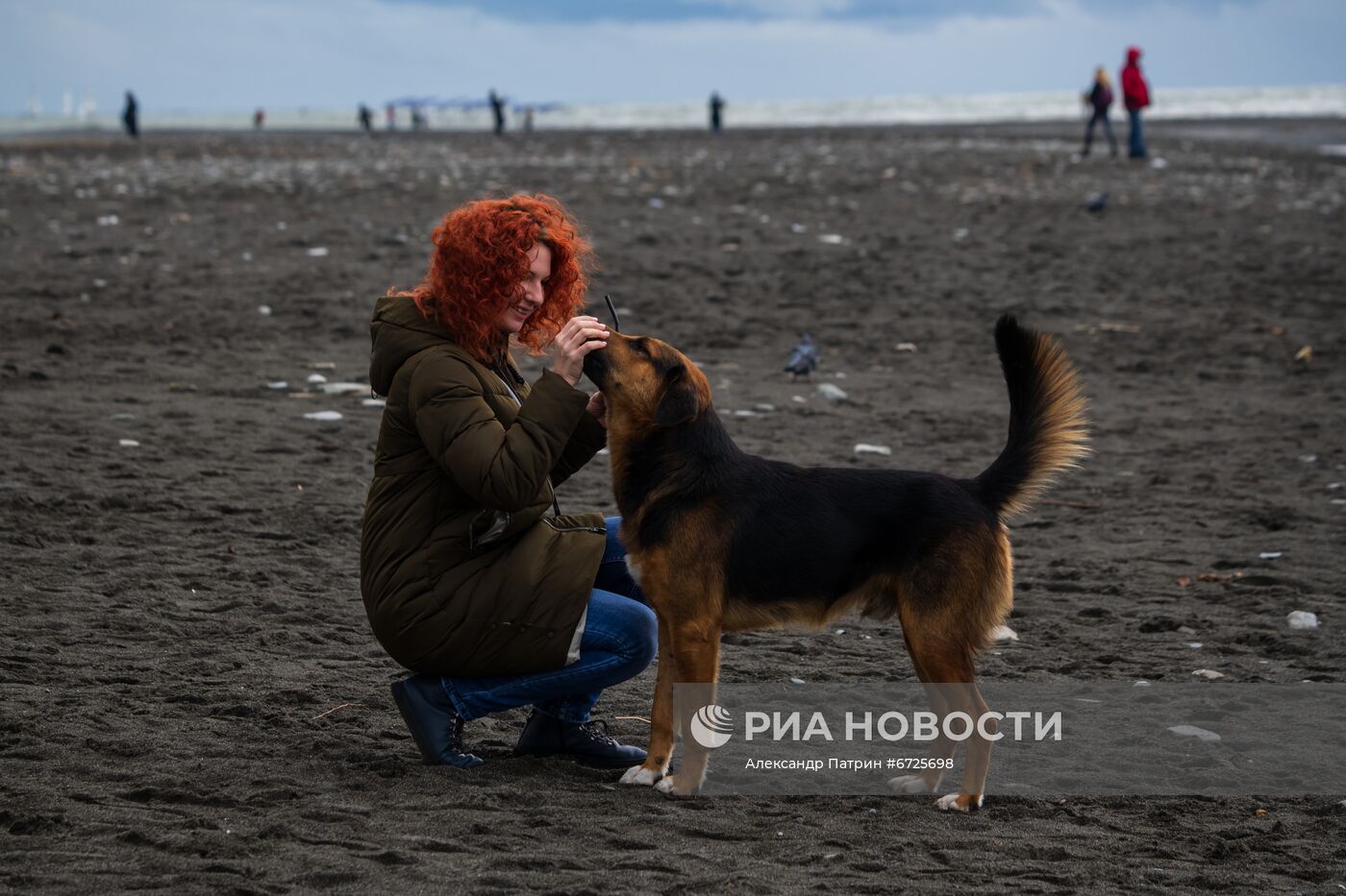 Бездомные собаки в Сочи