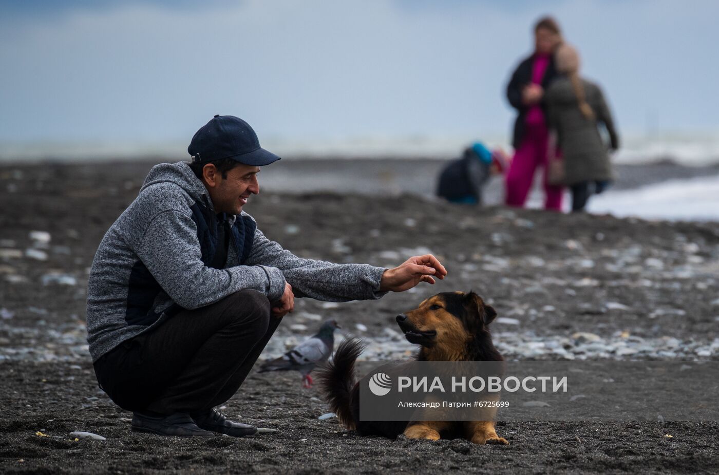 Бездомные собаки в Сочи