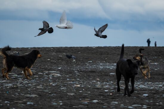 Бездомные собаки в Сочи