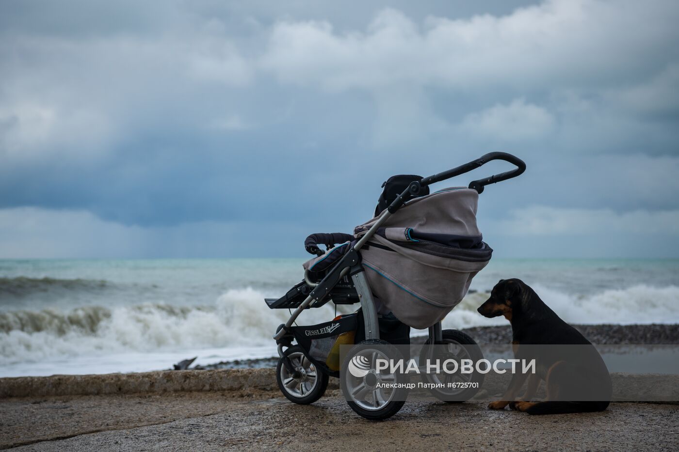 Бездомные собаки в Сочи