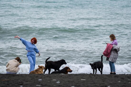 Бездомные собаки в Сочи