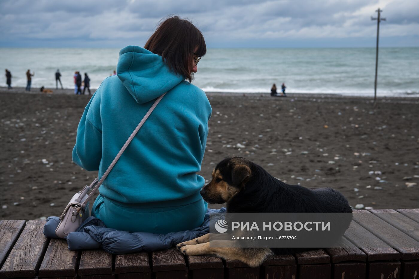 Бездомные собаки в Сочи