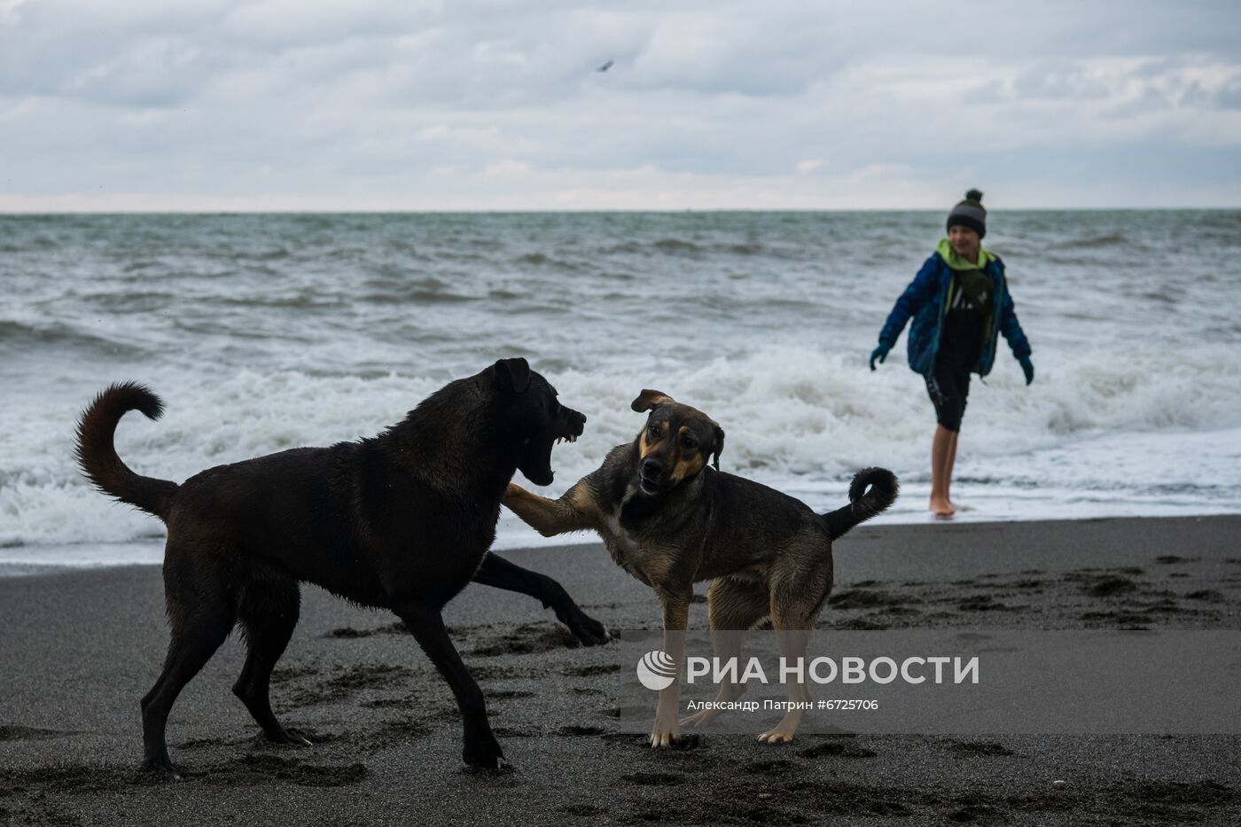 Бездомные собаки в Сочи