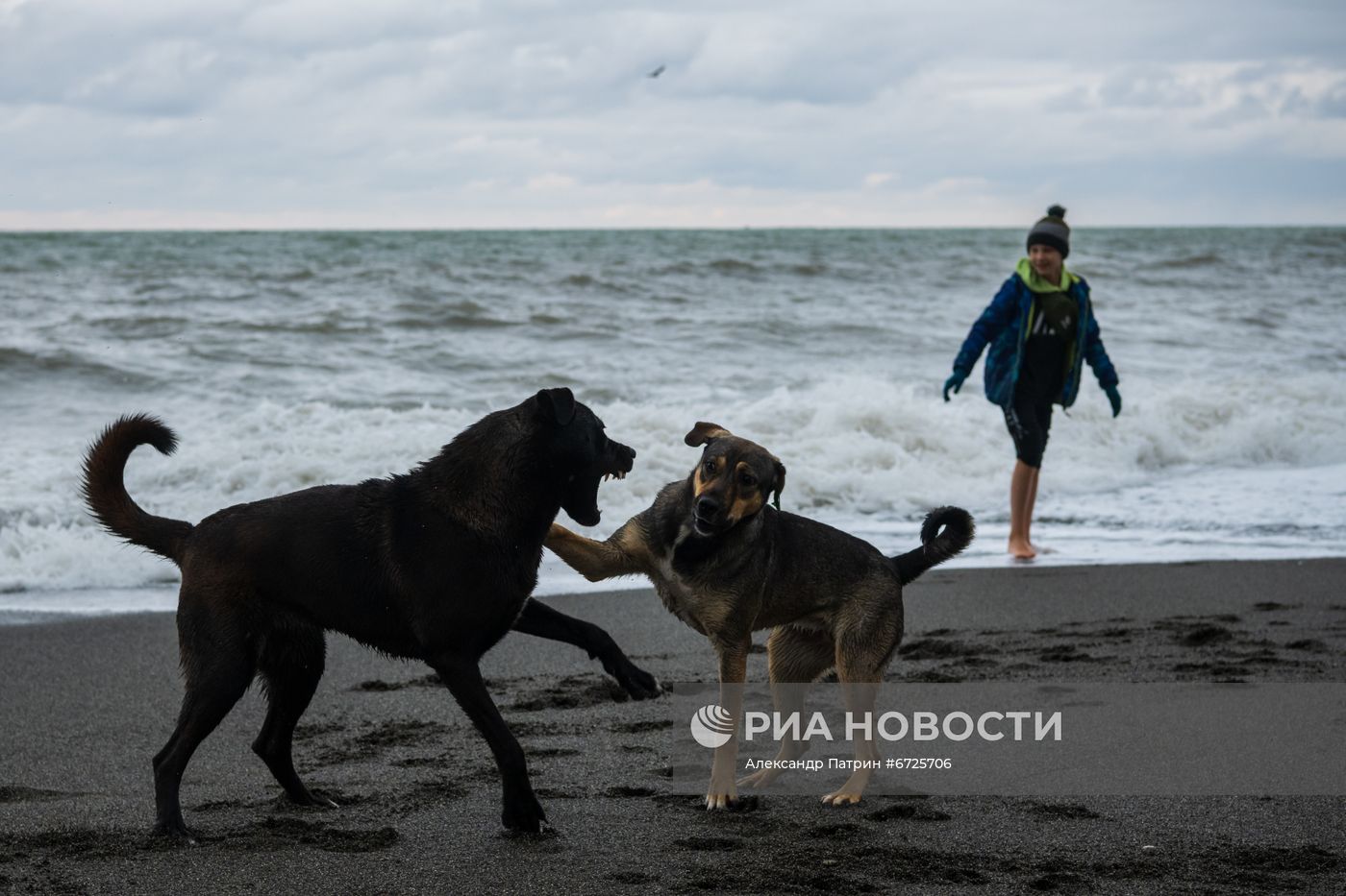 Бездомные собаки в Сочи
