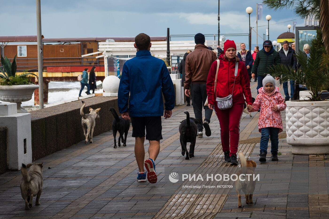 Бездомные собаки в Сочи