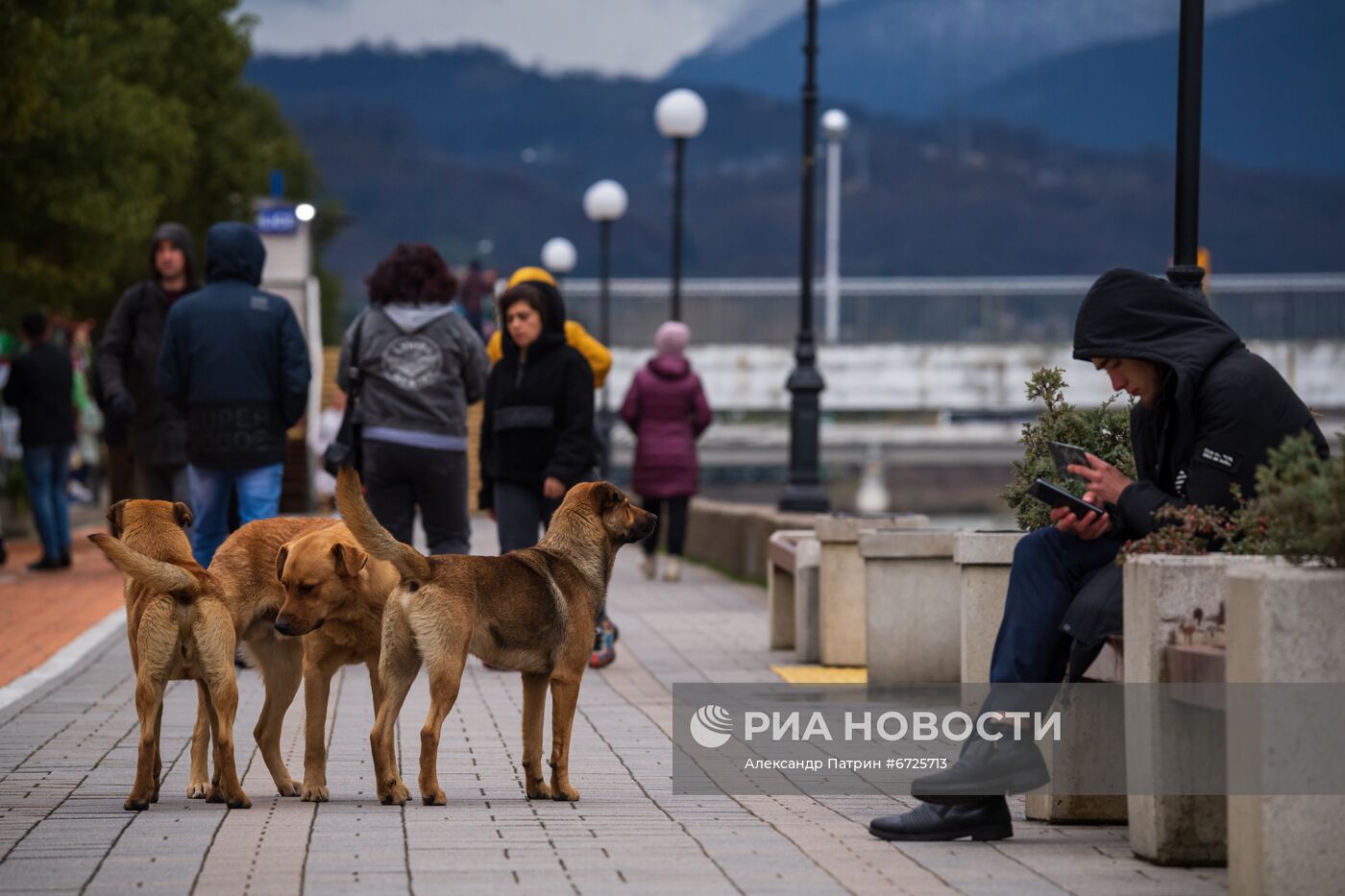 Бездомные собаки в Сочи