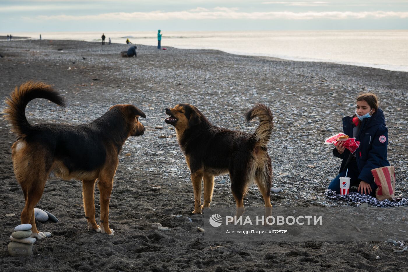 Бездомные собаки в Сочи