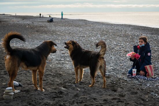 Бездомные собаки в Сочи