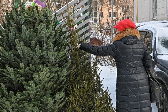 Елочные базары открылись в Москве