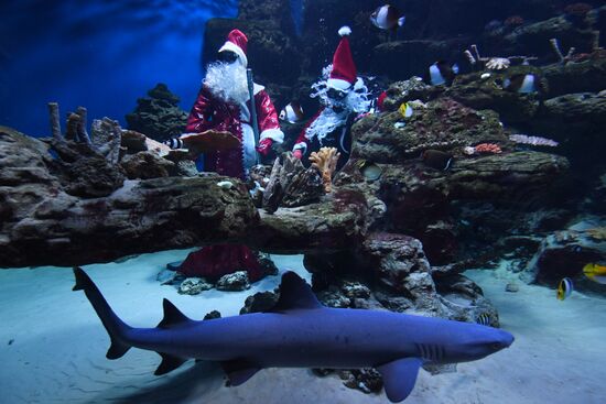 Дайвер в костюме Санта Клауса в Новосибирске