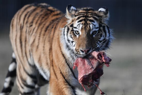 Тигры в сафари-парке "Тайган"