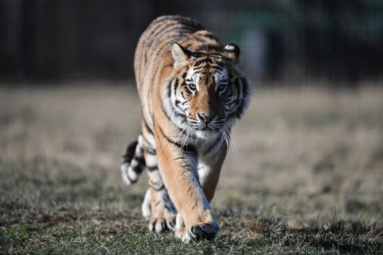 Тигры в сафари-парке "Тайган"
